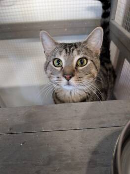 Spruce -  Domestic Short Hair Cat for Adoption in Chuckey, Tennessee - Spruce | PetCurious