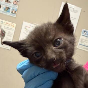 Domestic Short Hair Cats Available for Adoption in Yuma, Arizona - Grease | PetCurious