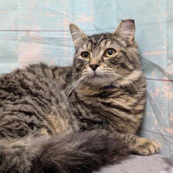 Domestic Long Hair Cats Available for Adoption in Spokane, Washington - Axel | PetCurious