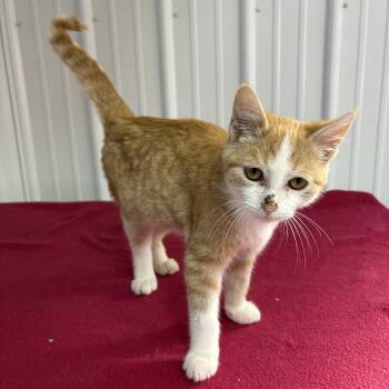 Homer -  American Shorthair Cat for Adoption in Big Rapids, Michigan - Homer | PetCurious