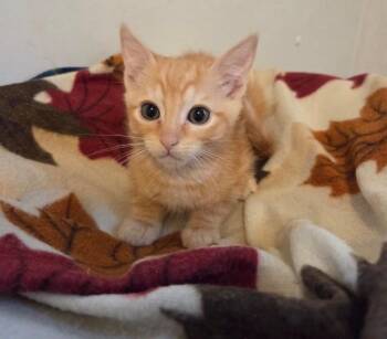 Ku -  Domestic Short Hair Cat for Adoption in Brookings, Oregon - Ku | PetCurious