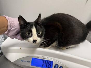 NORA -  Domestic Short Hair Cat for Adoption in Kent, Washington - NORA | PetCurious