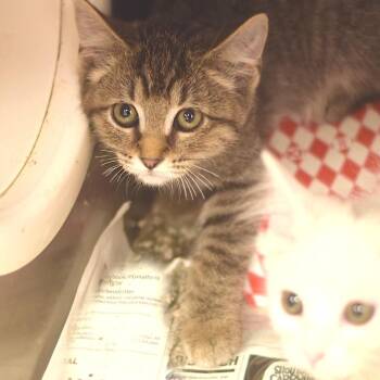 Belial -  Domestic Short Hair Cat for Adoption in Belleville, Illinois - Belial | PetCurious