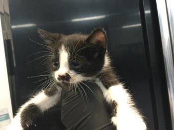 WALTER -  Domestic Short Hair Cat for Adoption in Thousand Palms, California - WALTER | PetCurious
