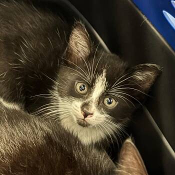Biggie -  Domestic Short Hair Cat for Adoption in Manhattan, Kansas - Biggie | PetCurious