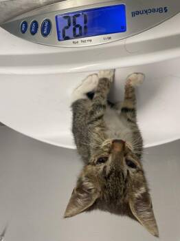 COHO -  Domestic Short Hair Cat for Adoption in Kent, Washington - COHO | PetCurious
