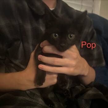 Pop -  Domestic Short Hair Cat for Adoption in Westminster, California - Pop | PetCurious