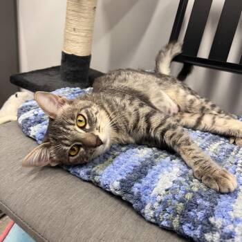Dabula -City of Industry Location -  Domestic Short Hair Cat for Adoption in Chino Hills, California - Dabula -City Of Industry Location | PetCurious