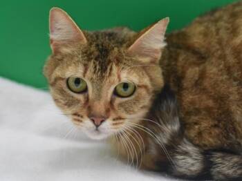 Mavis Beacon -  Domestic Short Hair Cat Available for Adoption in Portland, Oregon - Mavis Beacon | PetCurious