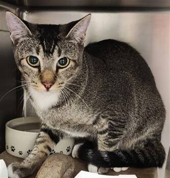 A143106 -  Domestic Short Hair Cat for Adoption in Burbank, California - A143106 | PetCurious
