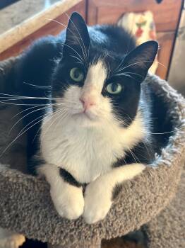 Fendy -  Domestic Short Hair Cat for Adoption in Newark, New Jersey - Fendy | PetCurious