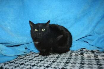 Domestic Short Hair Cats Available for Adoption - Cat-A-Pillar | PetCurious