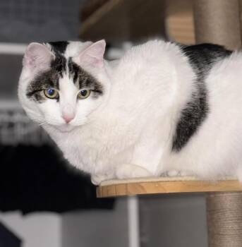 Domestic Short Hair Cats Available for Adoption in Chandler, Arizona - Quinn Meow | PetCurious