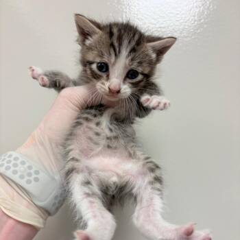 Adam -  Domestic Short Hair Cat for Adoption in Reno, Nevada - Adam | PetCurious