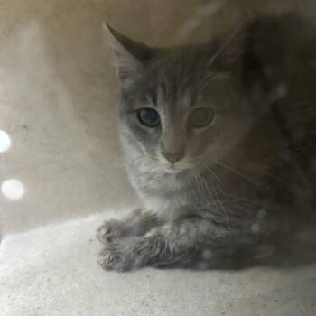 Corridor -  Domestic Short Hair Cat for Adoption in Cheyenne, Wyoming - Corridor | PetCurious