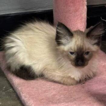 Aston -  Siamese Cat for Adoption in Lenexa, Kansas - Aston | PetCurious