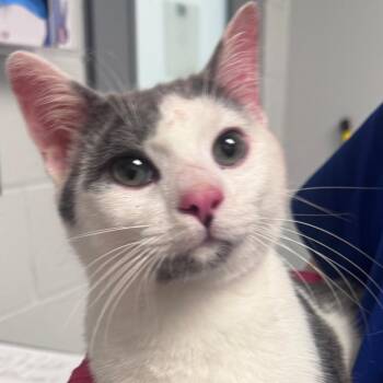 Lonnie -  Domestic Short Hair Cat for Adoption in Greenville, South Carolina - Lonnie | PetCurious