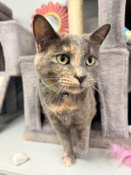 Martini -  Domestic Short Hair Cat for Adoption in Momence, Illinois - Martini | PetCurious