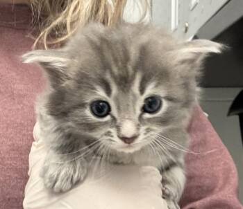 Domestic Long Hair Cats Available for Adoption in Golden, Colorado - Diego | PetCurious