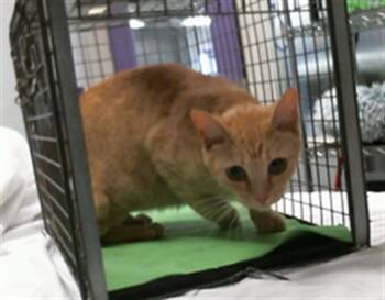 A2093499 -  Domestic Short Hair Cat for Adoption in Houston, Texas - A2093499 | PetCurious