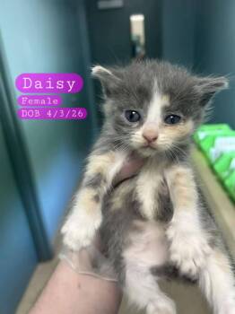 DAISY -  Domestic Short Hair Cat for Adoption in Holbrook, New York - DAISY | PetCurious