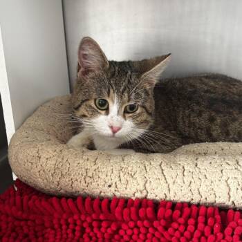Domestic Short Hair Cats Available for Adoption in South Haven, Michigan - Aster | PetCurious