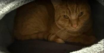 Heathcliff -  Domestic Short Hair Cat for Adoption in Hudson, New Hampshire - Heathcliff | PetCurious