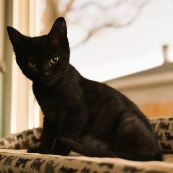 Rescue Domestic Short Hair Cats for Adoption in Morrison, Colorado - Kelly Shah | PetCurious