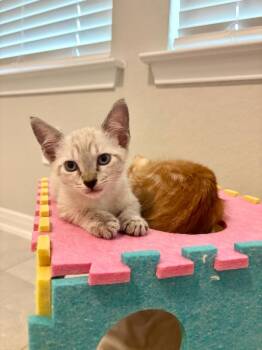 Atticus -  Domestic Short Hair and Siamese Cat for Adoption in San Antonio, Texas - Atticus | PetCurious