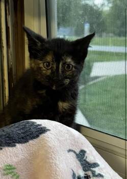 Meredith -  Domestic Short Hair Cat for Adoption - Meredith | PetCurious