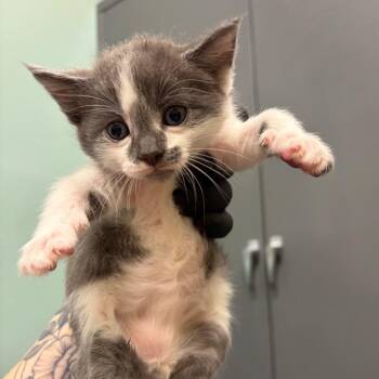 Double Moo -  Domestic Short Hair Cat for Adoption in Keizer, Oregon - Double Moo | PetCurious