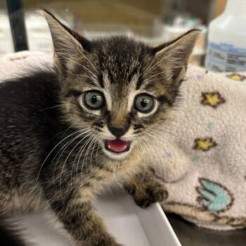 Domestic Short Hair Cats Available for Adoption in West Palm Beach, Florida - Thorn | PetCurious