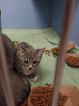 Rescue Domestic Short Hair Cats for Adoption in Oxford, North Carolina - Summer | PetCurious