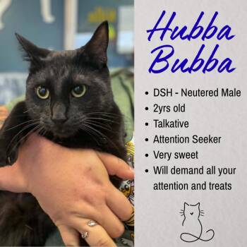 Hubba Bubba -  Domestic Short Hair Cat for Adoption in Junction City, Kansas - Hubba Bubba | PetCurious