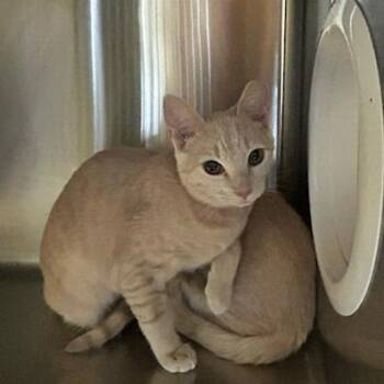 Pumpkin -  Domestic Short Hair Cat for Adoption in Knoxville, Tennessee - Pumpkin | PetCurious