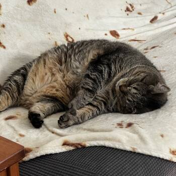 Rescue Domestic Short Hair Cats for Adoption in Ashland, Massachusetts - Rocky Racoon | PetCurious