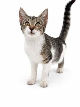 Rambo -  Domestic Short Hair Cat for Adoption in Bowling Green, Kentucky - Rambo | PetCurious