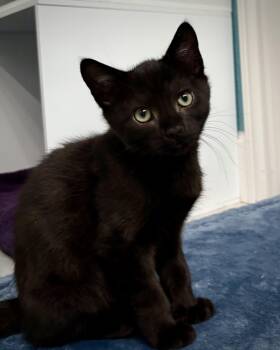 Rescue Domestic Short Hair Cats for Adoption in Greenfield, California - Pepper | PetCurious