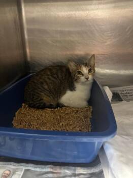 Brae -  Domestic Short Hair Cat for Adoption in Sorrento, Louisiana - Brae | PetCurious