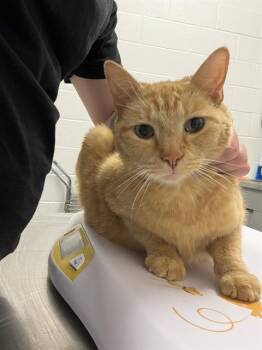MARMALADE -  Domestic Short Hair Cat for Adoption in Indianapolis, Indiana - MARMALADE | PetCurious