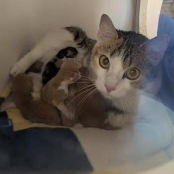 Pip -  Domestic Short Hair Cat for Adoption in Jeffersonville, Indiana - Pip | PetCurious