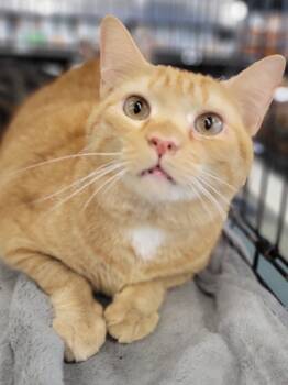 Rescue Domestic Short Hair and Tabby Cats for Adoption in Douglasville, Georgia - Xavier | PetCurious