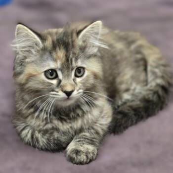 Bo Peep -  Domestic Medium Hair Cat for Adoption in Wickenburg, Arizona - Bo Peep | PetCurious