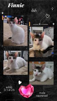 Finnie OR14585-T -  Domestic Short Hair Cat for Adoption in Missouri City, Texas - Finnie OR14585-T | PetCurious