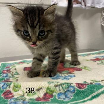 Helix -  Domestic Medium Hair Cat for Adoption in Spokane, Washington - Helix | PetCurious