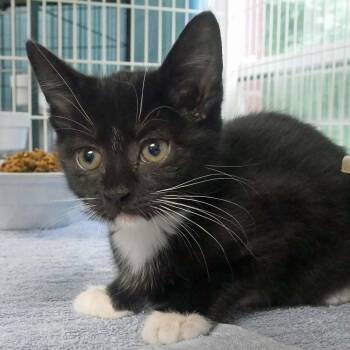 Blossom -  Tuxedo Cat for Adoption in Bloomingdale, New Jersey - Blossom | PetCurious