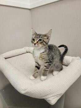 Jarvis -  Domestic Short Hair Cat for Adoption in Fergus Falls, Minnesota - Jarvis | PetCurious