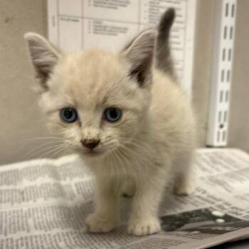 Willow -  Domestic Short Hair Cat for Adoption in Yuma, Arizona - Willow | PetCurious