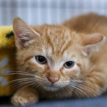 Domestic Short Hair Cats Available for Adoption - Goldfish | PetCurious