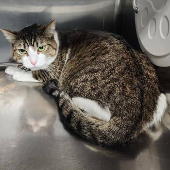 Domestic Short Hair Cats Available for Adoption in Spokane, Washington - Copper | PetCurious